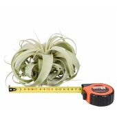 Тилландсия Xerographica X6 d18 см h18 см