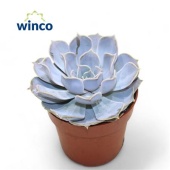 Эхеверия Rinionii d8.5 см h12.5 см