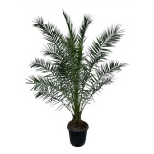 Финик канарский d45 см h300 см