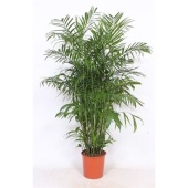 Хамедорея Сейфризи Зейфрица d30 см h220 см