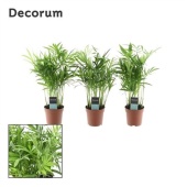 Хамедорея Элеганс (decorum) d7 см h25 см
