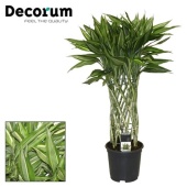 Драцена Сандериана Бамбук Виктори цилиндр (decorum) d19 см h70 см