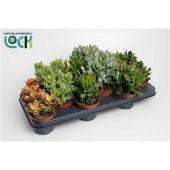 Крассула денежное дерево микс d10.5 см h15 см тип 2