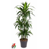 Драцена Джанет Крейг карусель d31 см h150 см