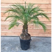 Финик Робелини d40 см h150 см