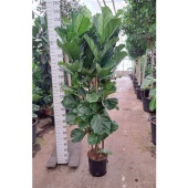 Фикус Лирата d35 см h220 см
