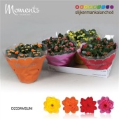 Каланхоэ Calandiva Moments Summer микс d23 см h28 см