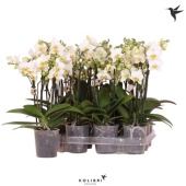 Фаленопсис 3 ствола White d9 см h40 см тип 2