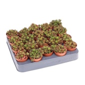 Седум Rubrotinctum d5.5 см h6 см