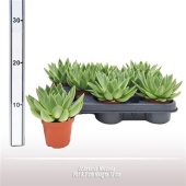Эхеверия Миранда d8.5 см h11 см