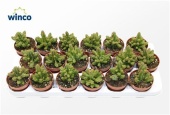 Эуфорбия Lugardiae d8.5 см h18 см