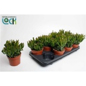 Крассула Horn Tree d12 см h25 см