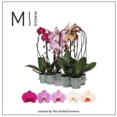 Фаленопсис Cascade Mix Mimesis 1 ствол d12 см h60 см