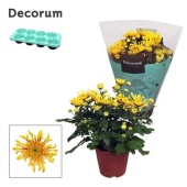 Хризантема Анемона (decorum) d13 см h25 см