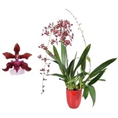 Онцидиум 2st Cherry Baby d14 см h55 см тип 1