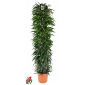 Фикус Биннендийка Али колонна d35 см h200 см