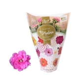 Каланхоэ Rosalina Don Nando d12 см h27.5 см