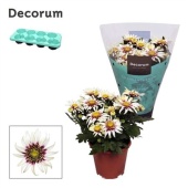 Хризантема Анемона бело-пурпурный (decorum) d13 см h25 см