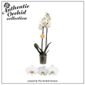 Фаленопсис 2 ствола Authentic White 12+ (orchid Growers) d12 см h80 см