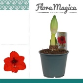 Гиппеаструм Royal Red 1 ствол d14 см h30 см