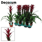 Гузмания Switch (decorum) d13 см h60 см