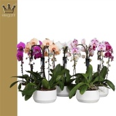 Фаленопсис 3 ствола Mix In Ceramic Crown 30+ (bernhard) d25 см h55 см