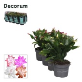 Шлюмбергера (декабрист) Микс (decorum) d10.5 см h20 см тип 1