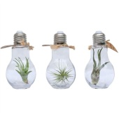 Тилландсия Lamp Terrarium Small d5 см h15 см