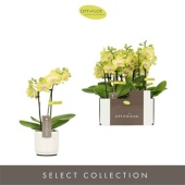 Фаленопсис Mini 2st Yellow Ceramic d7 см h25 см