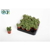 Котиледон суккулент Tanz d5.5 см h10 см