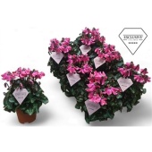 Цикламен Petticoat Pink d10.5 см h20 см