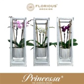Фаленопсис 2 ствола Swing Mix 16+ (florious) d9 см h40 см