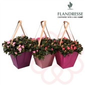 Азалия Фландрес микс Bag d14 см h32.5 см