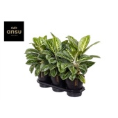 Аглаонема Лемон Минт "Lemon Mint" d19 см h50 см