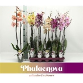 Фаленопсис 2 ствола Mix Xxxl (phalanova) d12 см h75 см