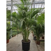 Хризалидокарпус Арека d70 см h350 см