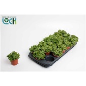 Алоэ Скуаросса d8.5 см h10 см