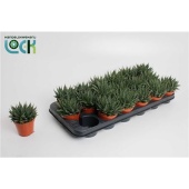Алоэ Аристата d8.5 см h15 см