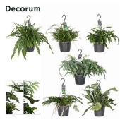 Папоротники микс (decorum) d17 см h30 см
