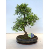 Бонсай Зельква Parvifolia d29 см h45 см тип 1