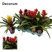 Гузмания Special Mix (decorum) d13 см h50 см