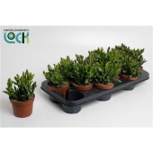 Крассула Horn Tree d10.5 см h15 см