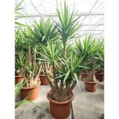 Юкка Elephantipes Branched d70 см 260 см