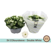 Каланхоэ Rosalina White d23 см h27.5 см