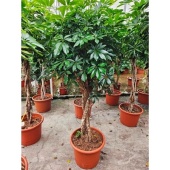 Шеффлера Компакта косичка d45 см h180 см