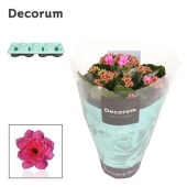 Каланхоэ Calandiva розовый (decorum) d12 см h24 см