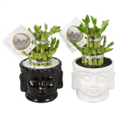 Лаки Бамбук "Round 2 Small In Buddha head Pot" d11 см h15 см