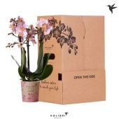 Фаленопсис Kolibri Pink 3 Spike Sleev d9 см h40 см