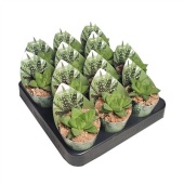 Хавортия Cymbiformis d6.5 см h8 см