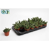 Гастерия Little Warty d8.5 см h10 см